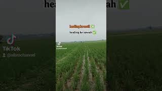 Healing ke Mall❎Healing ke Sawah✅ [upl. by Anaig]