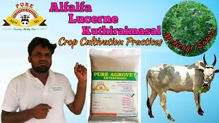 Alfalfa  Lucerne  Kuthiraimasal  Burgundy Clover Medicago sativa  Crop Cultivation Practices [upl. by Esinyl]