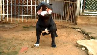 Cachorro Macho Staffordshire Bull Terrier [upl. by Akihdar374]