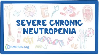 NORD  Severe Chronic Neutropenia [upl. by Otilopih415]