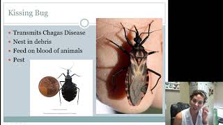 Hemiptera Heteroptera Intermediates and Seniors [upl. by Nadnal]