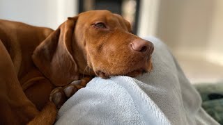 24 HOURS WITH A VIZSLA  CUTE BUT A PSYCHO  Sophia Lorax [upl. by Jeremie]