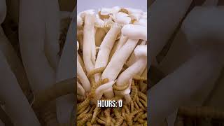 10 000 Mealworms vs SHIMEIJI MUSHROOM [upl. by Oznohpla]