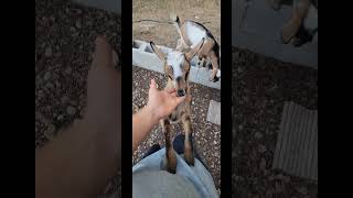 Nigerian Dwarf Goats Are So Cool [upl. by Doralynne]