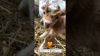 Bébé chèvre🧡 Tout nouveau tout beau 🥰 lelevagedoxyne goat chevreminiature shortvideo chèvre [upl. by Ayekehs301]