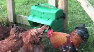 Wise Mountable Poultry feeder from BEC [upl. by Anai]