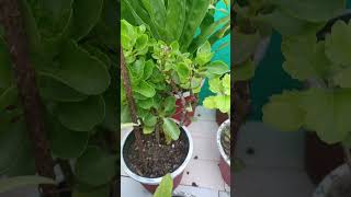 How to care kalanchoe plant  how to protect plant gardeninginfo9 [upl. by Cecelia885]