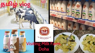 Qatar Baladna Milk FarmEvng Routineமரவள்ளிகிழங்கு Kappa fry Tapioca fry [upl. by Anyale]