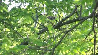 Brown Tailed Hawk looking for his supper [upl. by Lirba]