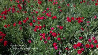 Field poppy [upl. by Gwen]