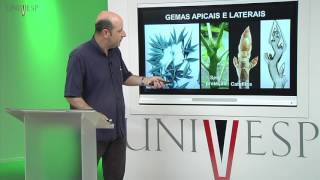 Morfologia Vegetal  Aula 05  Meristemas e gemas [upl. by Joao]