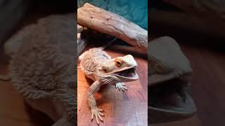 Lizard asmr 🦎 [upl. by Inami365]