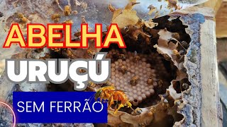 ABELHA sem FERRÃO  Iniciando a criação de abelhas Uruçu Amarela [upl. by Acirederf]