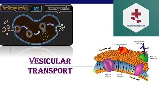 Vesicular transport  Endocytosis  Exocytosis  Phagocytosis  Pinocytosis  B Pharm Medical [upl. by Anawak]