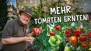 8 Tipps für eine bessere Tomaten Anzucht amp Ernte 🍅  Richtige Aussaat Pflanzung amp Pflege [upl. by Ekyt185]