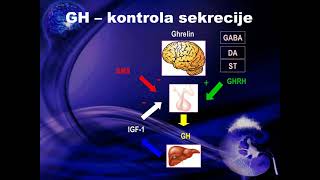 seminar ispitivanje funkcije prednjeg režnja hipofize prof dr Marina Nikolić Djurović Bolesti pre [upl. by Lelith]