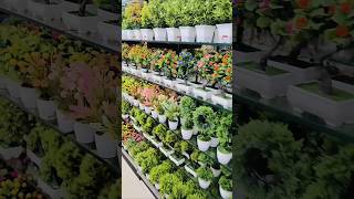 Jamjoom Hypermarket Nilambur 🔥🔥🥰🥰youtubeshorts malayalam hypermarket [upl. by Brody608]