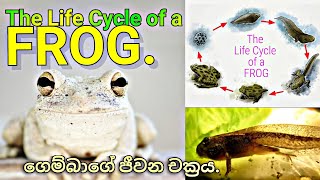 The life cycle of a Frog  ගෙම්බාගේ ජීවන චක්‍රය [upl. by Ydak]