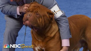 National Dog Show 2023 Working Group Full Judging  NBC Sports [upl. by Hubert]