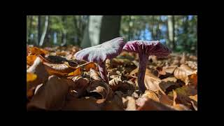 Paddestoelen op Landgoed Zwaluwenburg [upl. by Macguiness]