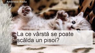 La ce vârstă se pot scălda pisoii [upl. by Ayalat]