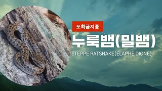 설악산 누룩뱀 Steppe ratsnake in Korea [upl. by Darlleen]