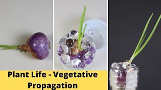 Plant Life  Vegetative Propagation  Class 10 Experiential Activity [upl. by Wohlert846]