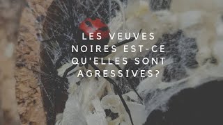 Les Veuves Noires  Estce quelles sont agressives [upl. by Eidnarb]