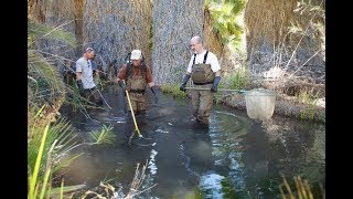 Standardized Electrofishing Sampling or “Where do I set the dials” [upl. by Esac]