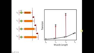 Cardiac Muscle LengthTension Relationship [upl. by Supple]