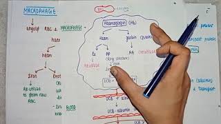 What is Jaundice  Causes  metabolism Pathology  pathogenesis amp treatment  PART 1 [upl. by Twila]