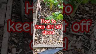 Gardening hacks 4 How to grow silverbeet and keep the dirt out [upl. by Uball7]