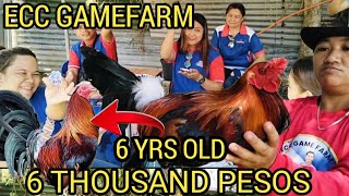 SUMMER SALE ECC GAMEFARM DINAYO NG MGA TAGA PROBINSYA BUDGET FRIENDLY MANOK NI BOSS EDMON [upl. by Seidel]