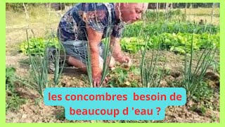 Les concombres au jardin ontils toujours besoin de beaucoup deau [upl. by Lizette]