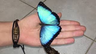 Most beautiful Butterflys in the world  Morpho peleides [upl. by Jenifer831]