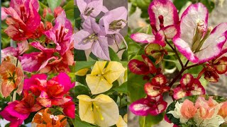 10 Beautiful Bougainvillea Varieties With Names Or IDs  Bougainvillea Plant [upl. by Heady12]