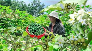 Wild Bitter Eggplant Harvest in the Peaceful Countryside  Traditional Mountain Food Experience [upl. by Viole]