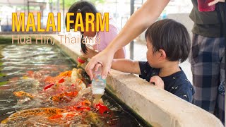 Malai Farm at Cha Am  A large petting zoo in Hua Hin Thailand [upl. by Casimire176]