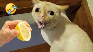 Ultimate Funny Cats and Dogs 😻🐶 Funniest Animals 😂 Part 10 [upl. by Yllime]