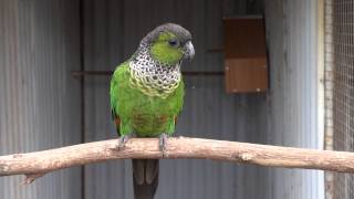 Blackcapped Conure  BirdSpyAus [upl. by Lytsirhc]