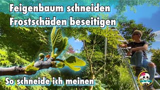 Feigenbaum schneiden  Frostschäden  Feigenbaum vermehren  So schneide ich meinen [upl. by Teddi]