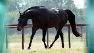 Rocked And Steady  AQHA Stallion [upl. by Ecyla]