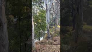 Goomburra valley camping ground early in the morning beautiful 🤩 goomburravalley campinglife [upl. by Bibi10]