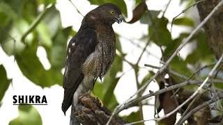 SHIKRA  Bird of Prey [upl. by Nidroj]