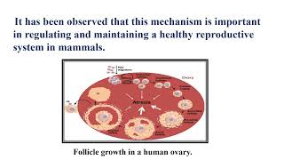 Follicular Atresia Video No 492 [upl. by Ik]