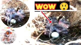 wow 😳 zebra Finches baby growthpets velog [upl. by Zurkow]