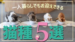 【一人暮らしでも飼える猫種 5選】初めての飼育でも安心！猫ブリーダーがお迎えの注意点や飼い方をご紹介！ [upl. by Eema657]