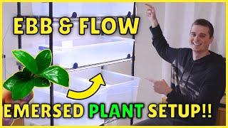 INSANE Ebb and Flow Emersed Aquarium Plant Setup [upl. by Pandora]