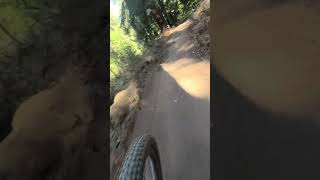 Soquel Demo state forest 101724 [upl. by Nesila]