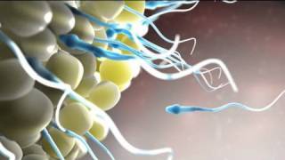 Epic Animation Demo Reel  2010  Nucleus Medical Media [upl. by Landau]